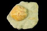 Sea Urchin (Lovenia) Fossil on Sandstone - Beaumaris, Australia #144379-1